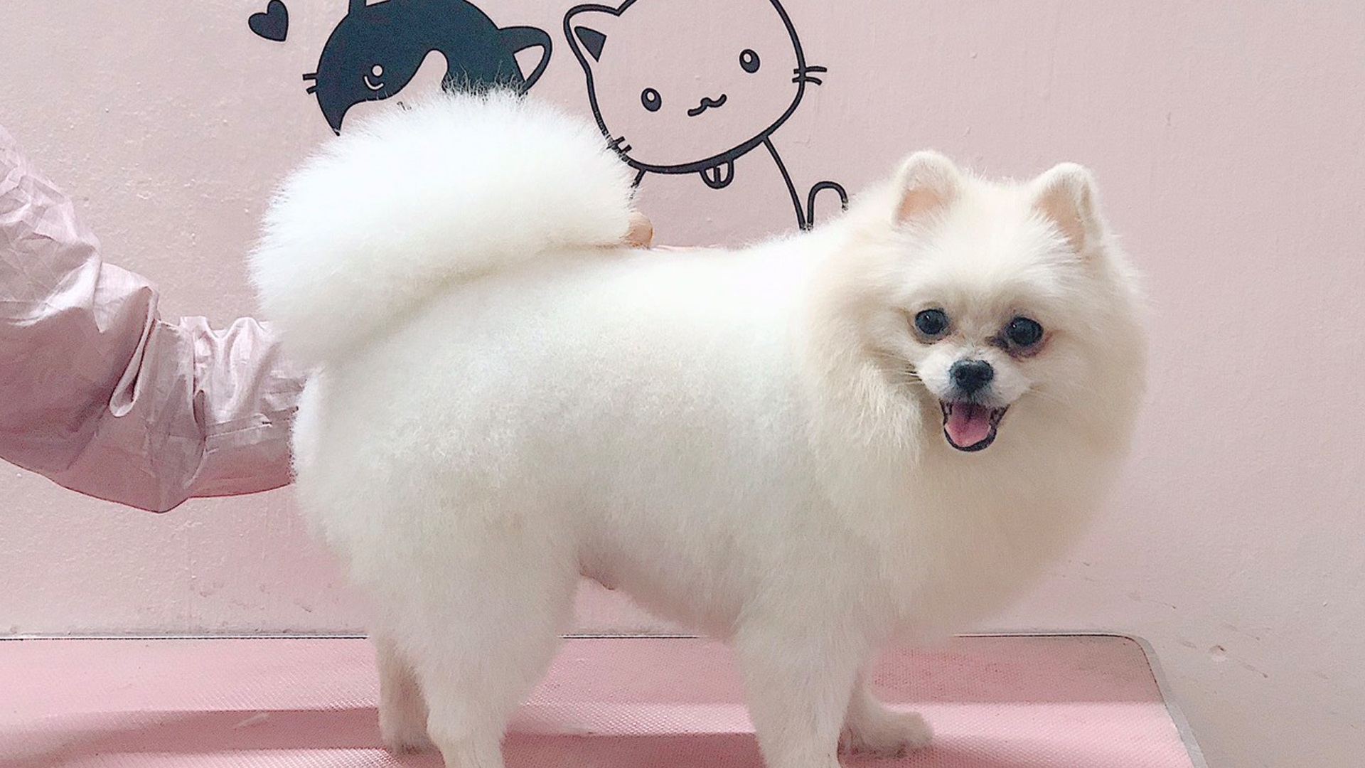Kún Miu Pet Shop tặng mã giảm giá 30% dịch vụ spa thú cưng trên